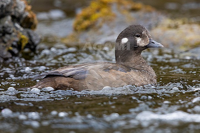 Harlequin Duck (Histrionicus histrionicus), side view of an adult female swimming in the water,  Southern Region, Iceland stock-image by Agami/Saverio Gatto,