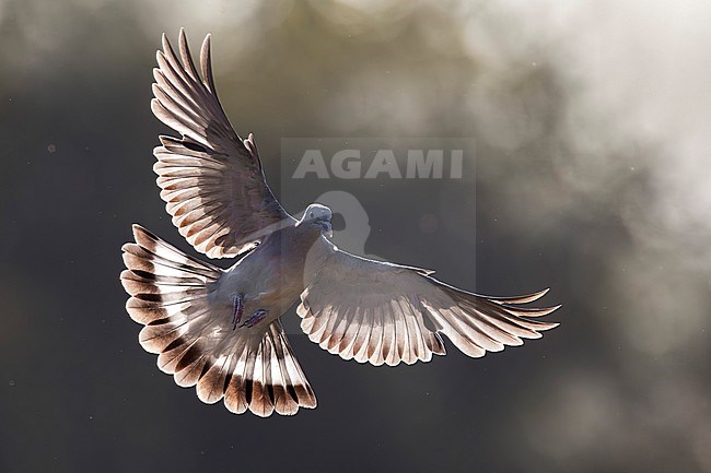 Common wood pigeon, Columba palumbus, in Italy. stock-image by Agami/Daniele Occhiato,