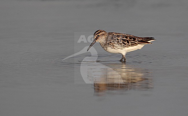 Eastern Broad-billed Sandpiper (Limicola falcinellus sibirica) in summer plumage at Khok Kham in Thailand. stock-image by Agami/Helge Sorensen,
