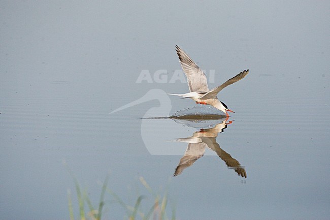 Visdief drinkend in de vlucht; Common Tern drinkeng in flight stock-image by Agami/Marc Guyt,