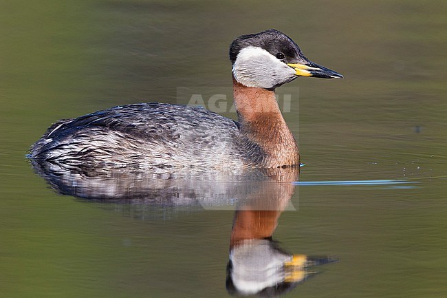 Red-necked Grebe (Podiceps grisegena), adult swimming in a lake stock-image by Agami/Saverio Gatto,