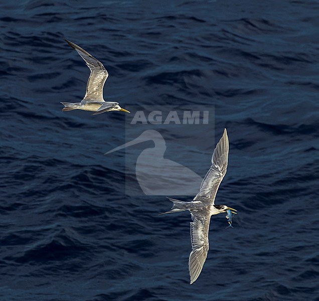 Greater Crested Tern (Thalasseus bergii cristatus) at sea in the Pacific Ocean, around the Solomon Islands. Adult trying to steal a fish from a juvenile. stock-image by Agami/Marc Guyt,
