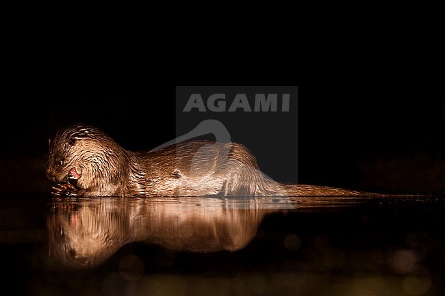 European Otter (Lutra Lutra) forging at night stock-image by Agami/Alain Ghignone,