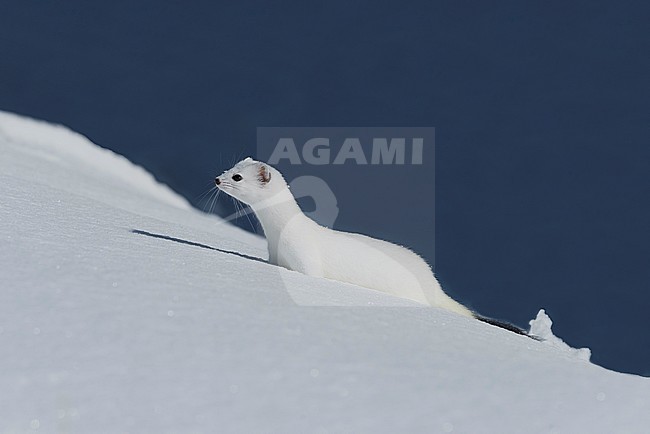 Stoat in the snow, Hermelijn tin de sneeuw stock-image by Agami/Alain Ghignone,