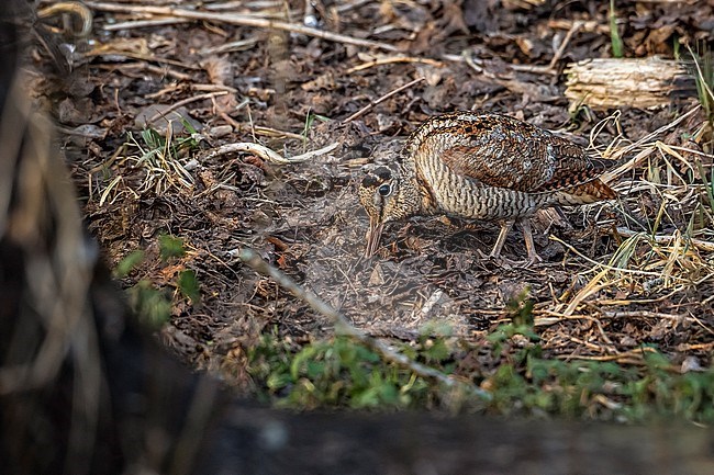 Eurasian Woodcock (Scolopax rusticola) seaching food on soil in Bourgoyen, Eastern Flanders, Belgium. stock-image by Agami/Vincent Legrand,