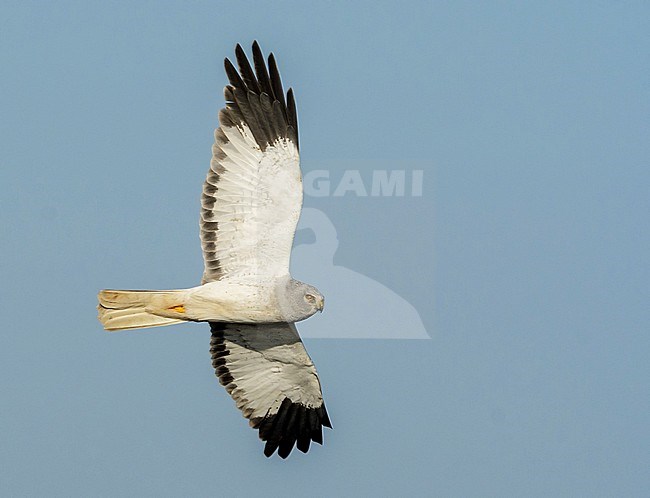 Male Hen Harrier (Circus cyaneus) flying against a blue sky as background in the Netherlands. stock-image by Agami/Hans Gebuis,