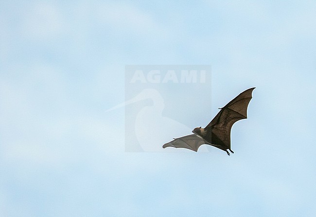 Pelew flying fox (Pteropus pelewensis) on Palau, Micronesia. stock-image by Agami/Pete Morris,