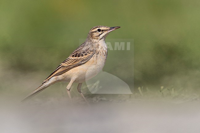 Tawny Pipit (Anthus campestris) in Italy. stock-image by Agami/Daniele Occhiato,