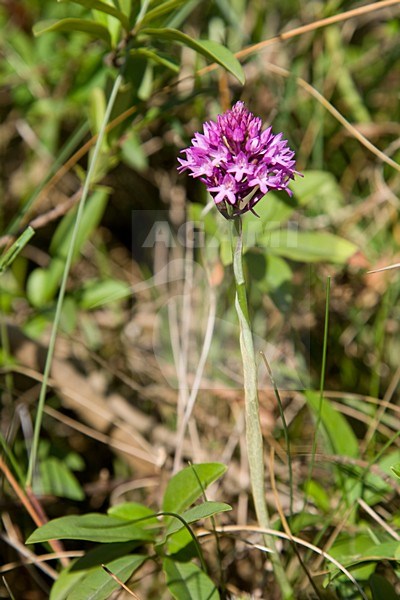 Hondskruid komt maar op enkele plaatsen in Nederland voor; Pyramidal orchid only grows in a few places in the Netherlands stock-image by Agami/Arnold Meijer,