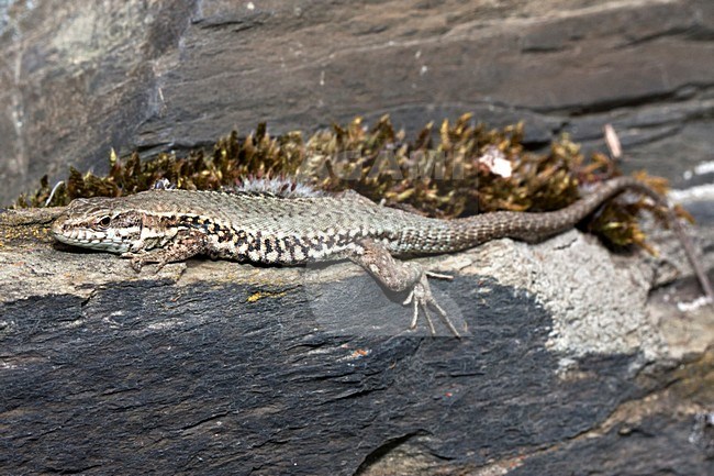 Zonnende Muurhagedis; Sunbathing Common Wall Lizard stock-image by Agami/Rob Olivier,