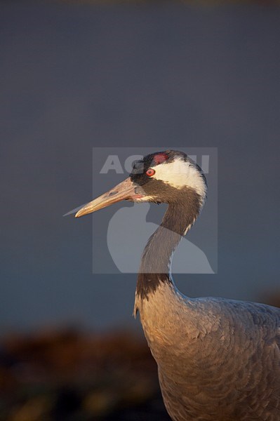Kraanvogel close-up; Common Crane close-up stock-image by Agami/Jari Peltomäki,