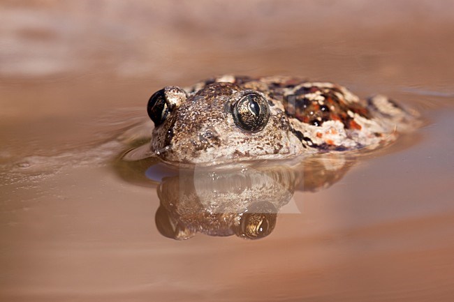Knoflookpad in water, Common Spadefoot in water stock-image by Agami/Theo Douma,
