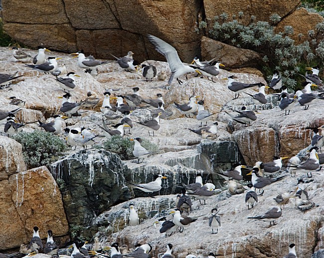 Chinese Kuifstern in kolonie met Grote Kuifstern; Chinese Crested-Tern in colony with Greater Crested-Tern stock-image by Agami/Arie Ouwerkerk,