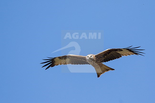 Red Kite - Rotmilan - Milvus milvus, Germany (Baden-Württemberg), 2nd cy. stock-image by Agami/Ralph Martin,