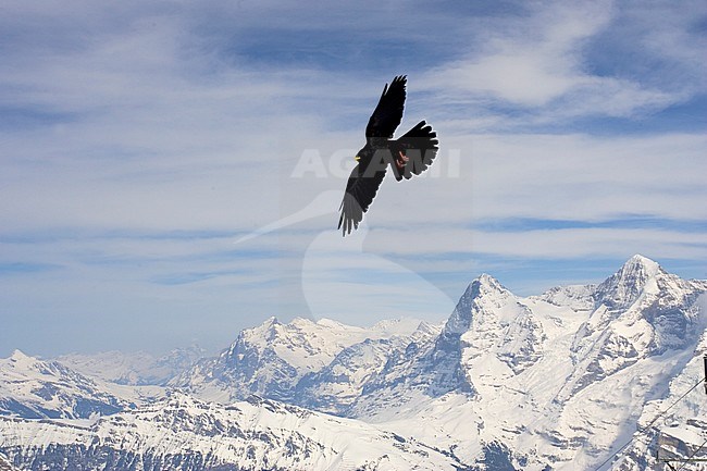 Alpenkauw vliegend boven de Alpen; Alpine Chough (Pyrrhocorax graculus) flying above the Alps stock-image by Agami/Bas van den Boogaard,