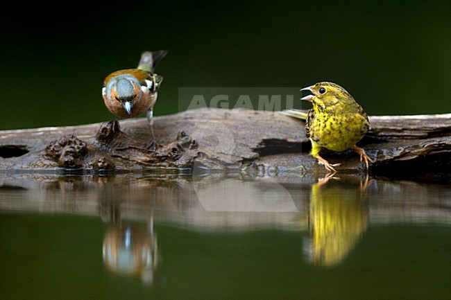 Mannetje Vink en Geelgors bij drinkplaats; Male Common Chaffinch and Yellowhammer at drinking site stock-image by Agami/Marc Guyt,