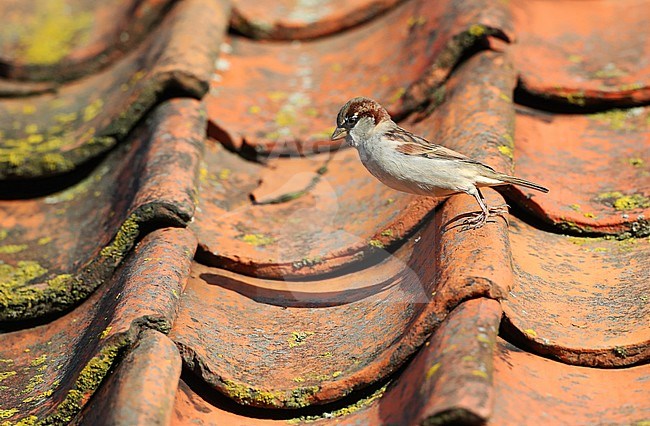 Hopping autumn male House Sparrow (Passer domesticus) during autumn on the Dutch Wadden Isle Vlieland. stock-image by Agami/Marc Guyt,