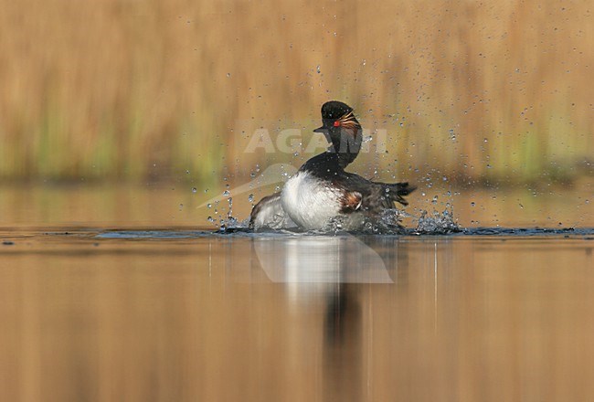 Black-necked Grebe adult summerplumage bathing in water Netherlands, Geoorde Fuut adult zomerkleed badderend in water Nederland stock-image by Agami/Menno van Duijn,