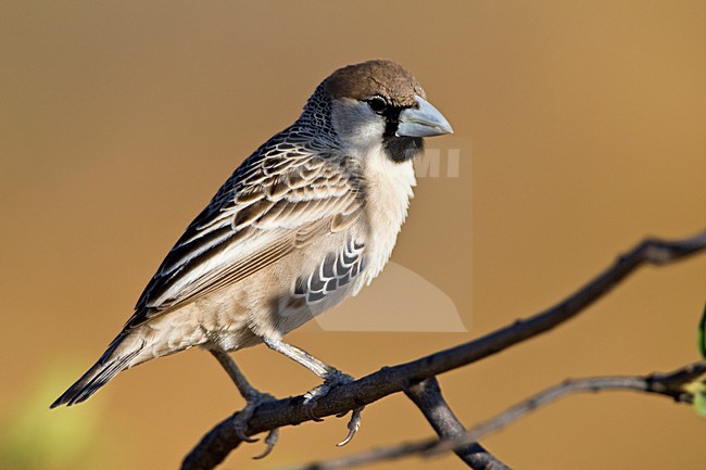 Republikeinwever zittend Namibie, Sociable Weaver perched Namibia stock-image by Agami/Wil Leurs,