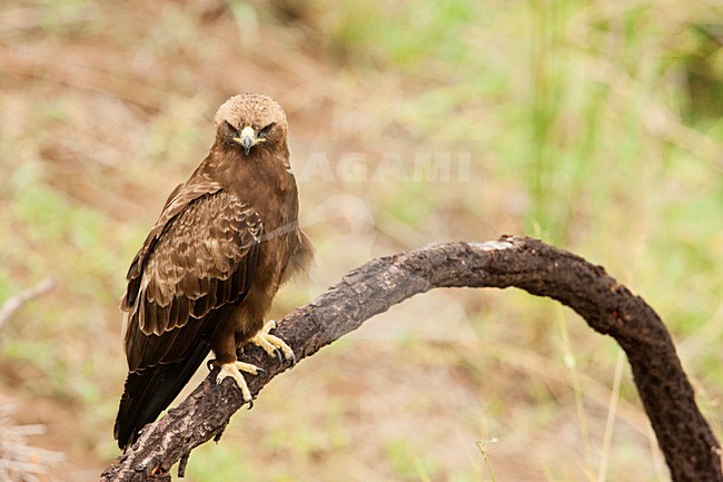 Wahlbergs Arend zittend in boom, Wahlberg's Eagle perched in tree stock-image by Agami/Wil Leurs,