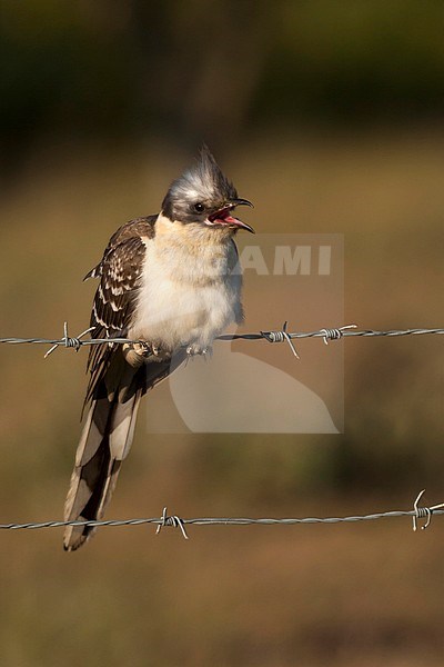 Great Spotted Cuckoo - Häherkuckuck - Clamator glandarius, Portugal, adult stock-image by Agami/Ralph Martin,