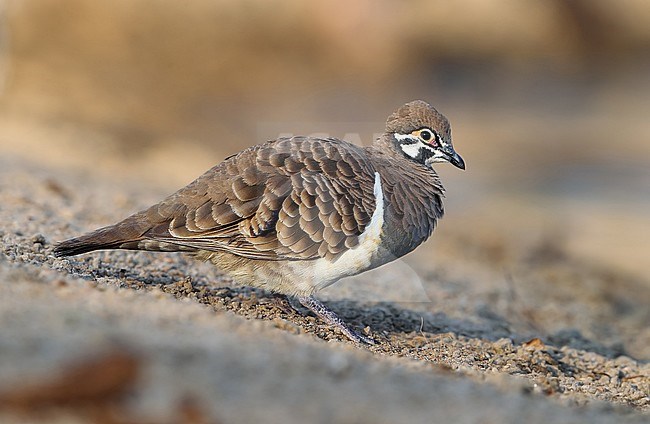 Squatter Pigeon (Geophaps scripta) at Cumberland in Queensland, Australia. Standing on the ground. stock-image by Agami/Aurélien Audevard,