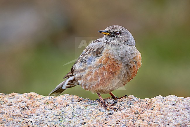 Alpine Accentor (Prunella collaris) sitting on a rock, Corica, France stock-image by Agami/Tomas Grim,