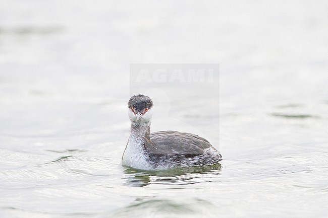 Slavonian or Horned Grebe, Podiceps auritus first winter plumage looking into the camera on grey water with contrasting red eyes. stock-image by Agami/Menno van Duijn,