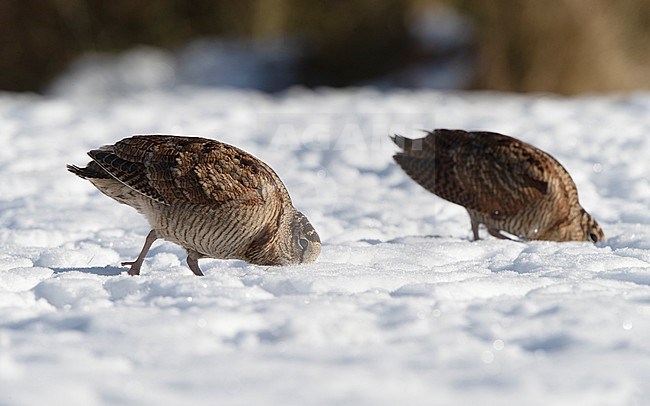 Eurasian Woodcock (Scolopax rusticola) 2 birds  feeding in snow at Blåvand, Denmark stock-image by Agami/Helge Sorensen,