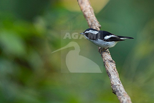 An adult male Little Pied Flycatcher (Ficedula westermanni) of the subspecies australorientis is perching on a branch stock-image by Agami/Mathias Putze,