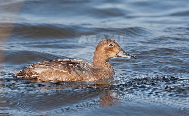 First-winter Common Pochard (Aythya ferina) during late winter swimming in the freshwater lake Starrevaart near Leidschendam in the Netherland. stock-image by Agami/Marc Guyt,
