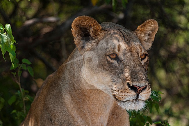 Close up portrait of a sub-adult lioness, Panthera leo. Chobe National Park, Botswana. stock-image by Agami/Sergio Pitamitz,