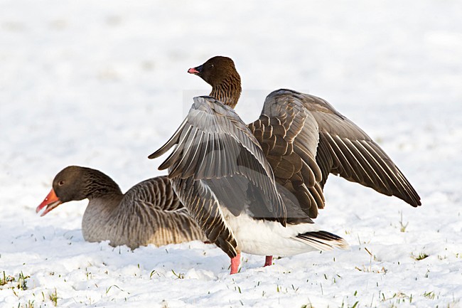 Kleine Rietgans in de sneeuw; Pink-footed Goose in snow stock-image by Agami/Marc Guyt,