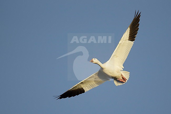 Adult white morph
Socorro Co., N.M.
December 2014 stock-image by Agami/Brian E Small,