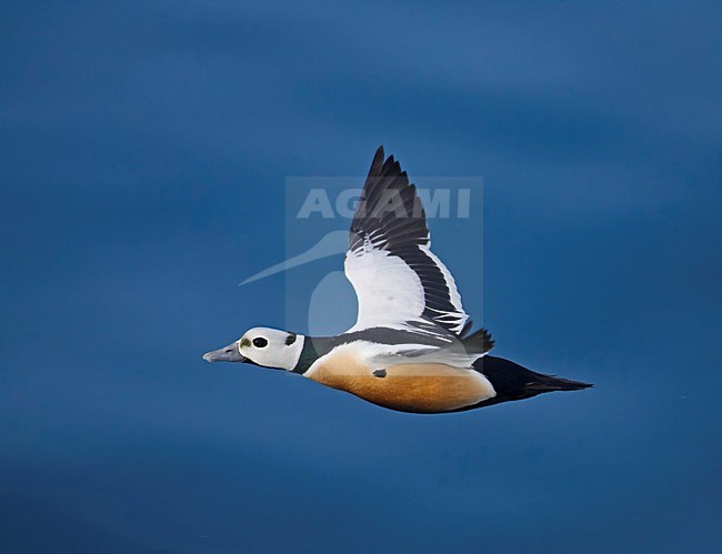Mannetje Stellers Eider in de vlucht; Male Steller\'s Eider in flight stock-image by Agami/Markus Varesvuo,