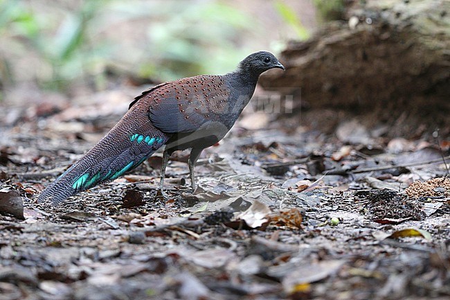 Mountain peacock-pheasant (Polyplectron inopinatum), a medium-sized endemic pheasant from montane forests of the central Malay Peninsula, Malaysia. stock-image by Agami/James Eaton,