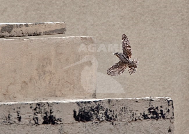 Eurasian Wryneck (Jynx torquilla torquilla) in flight showing upper wings and back. stock-image by Agami/Andy & Gill Swash ,