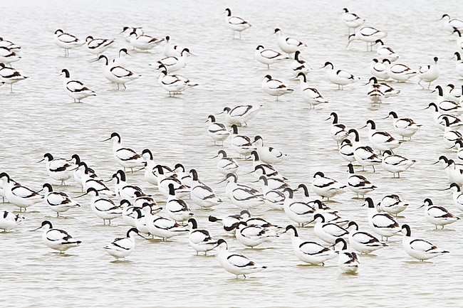 Kluut, Pied Avocet, Recurvirostra avosetta stock-image by Agami/Menno van Duijn,