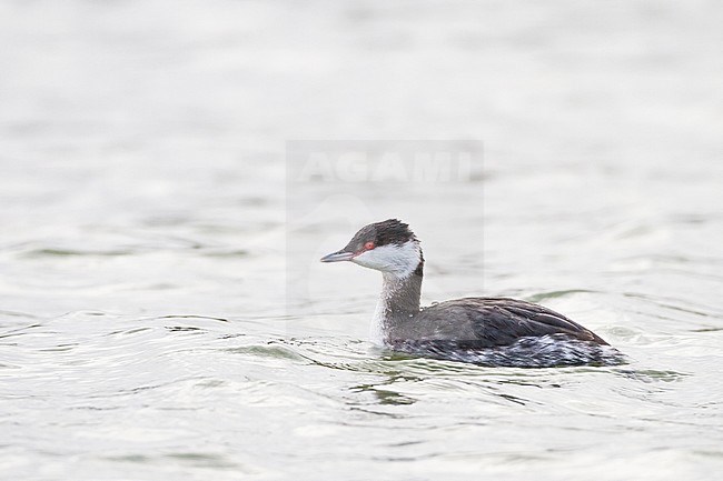 Slavonian or Horned Grebe, Podiceps auritus in first winter plumage seen from the side swimming in grey water with contrasting red eyes. stock-image by Agami/Menno van Duijn,