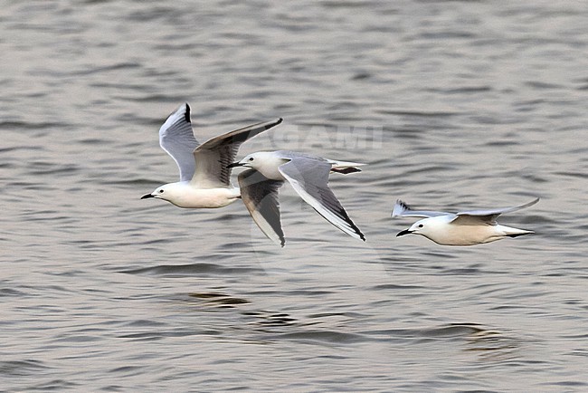 Flock of Slender-billed Gulls (Chroicocephalus genei) in adult summer plumage. stock-image by Agami/David Monticelli,