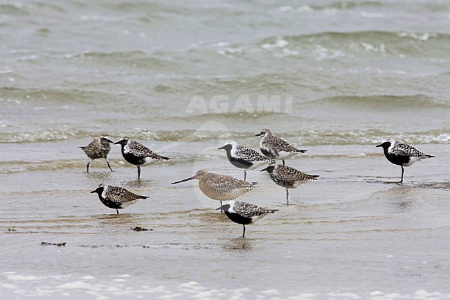 Grey Plover with a Bar-tailed Godwit; Voorjaars groepje Zilverplevier met een Rosse Grutto stock-image by Agami/Arie Ouwerkerk,