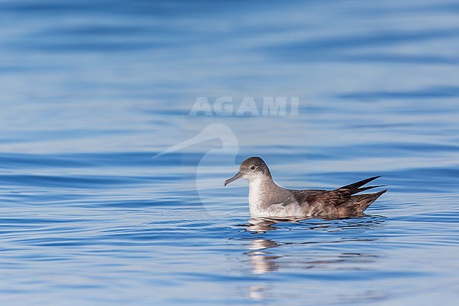 Yelkouan shearwaters breed on islands and coastal cliffs in the eastern and central Mediterranean. It is seen here sitting on the a calm and clear blue background of the Mediterranean Sea of the coast of Sardinia. stock-image by Agami/Jacob Garvelink,