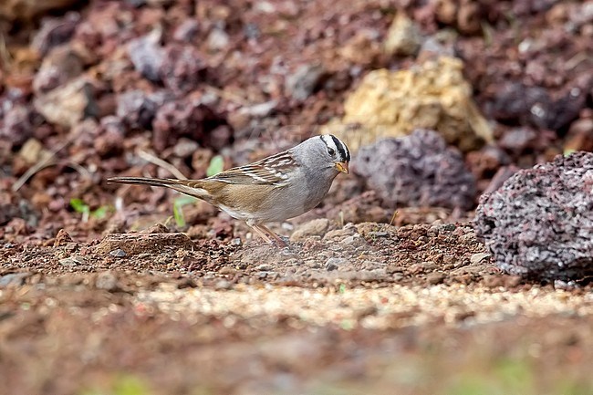 'Gambell's' White-crowned Sparrow (Zonotrichia leucophrys gambellii), adult, Middle Fields near the pink house, Corvo, Portugal. stock-image by Agami/Vincent Legrand,