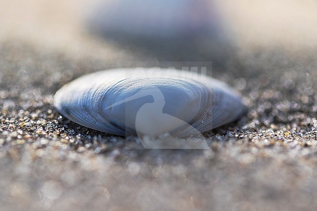 Seashells on the beach stock-image by Agami/Wil Leurs,