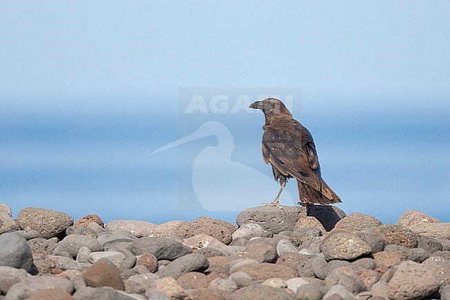 Immature (2 cy) Brown-necked raven (Corvus ruficollis) sitting on pebbles, with the sea as background, in Cape Verde. stock-image by Agami/Sylvain Reyt,