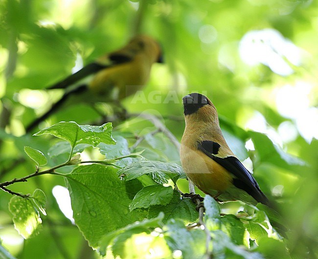 Adult Orange Bullfinch (Pyrrhula aurantiaca) perched in a tree in northern India. stock-image by Agami/James Eaton,