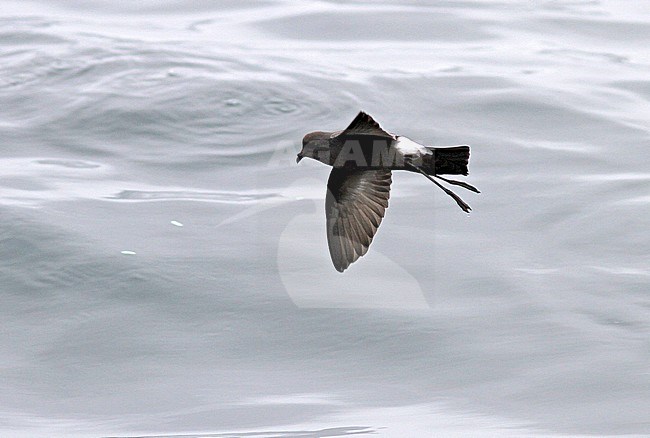  stock-image by Agami/Pete Morris,
