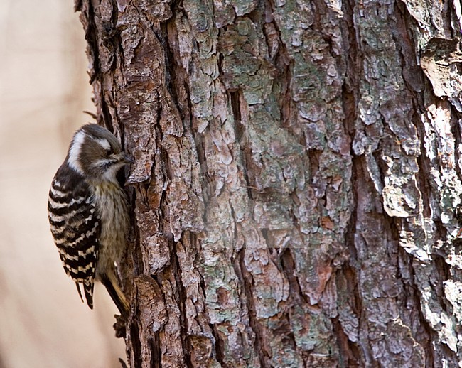 Japanse Dwergspecht tegen tak; Japanese Pygmy Woodpecker against branch stock-image by Agami/Marc Guyt,