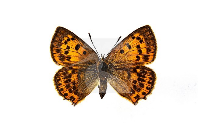 Scarce Copper, Morgenrood, Lycaena virgaureae stock-image by Agami/Wil Leurs,