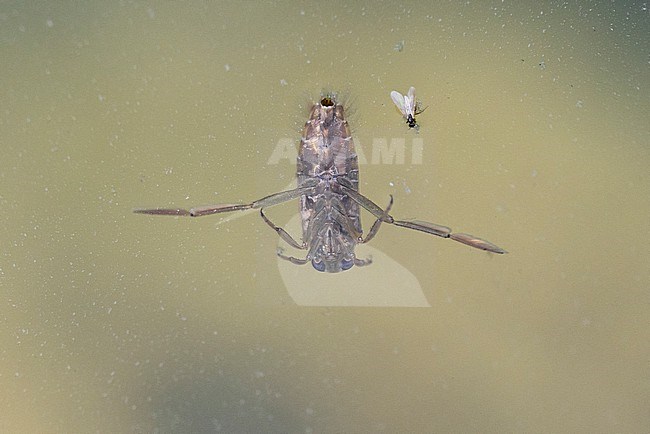 Notonecta sp, adult swimming in a pond, Campania, Italy stock-image by Agami/Saverio Gatto,